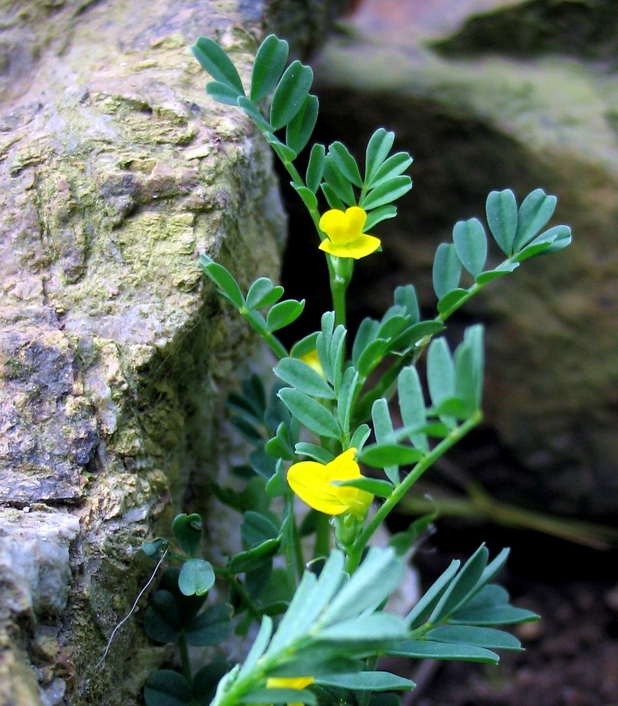 Hippocrepis biflora ? no, Ornithopus compressus